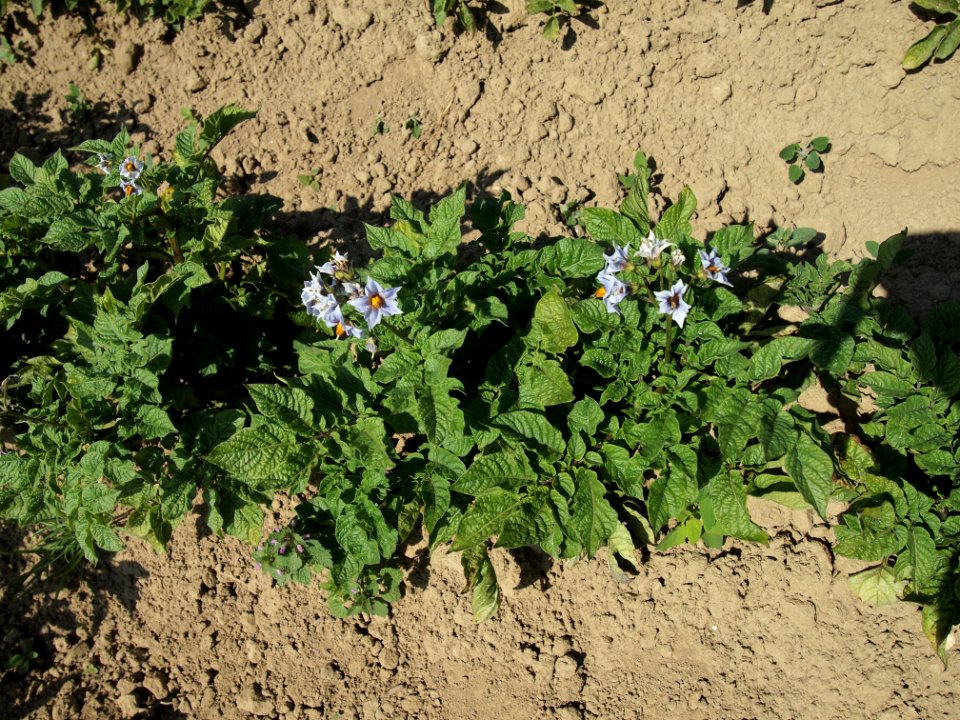 Solanum tuberosum Blaue Viola (04)