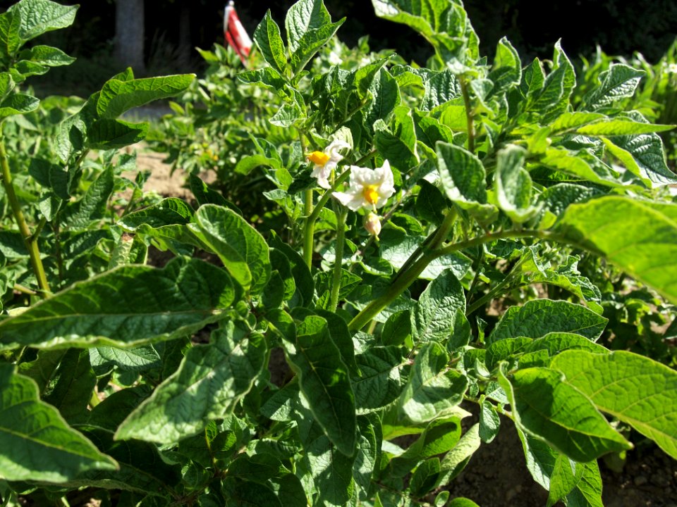 Solanum tuberosum Sigma (02)