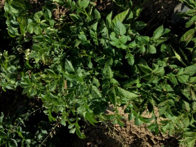 Solanum tuberosum Blaue Sechswochenkartoffel