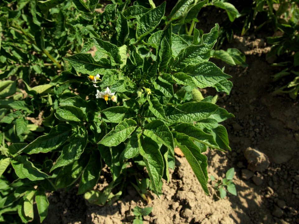 Solanum tuberosum Sigma