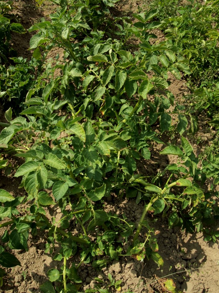 Solanum tuberosum Bionta (02)