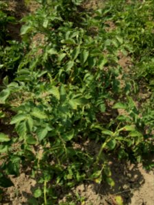 Solanum tuberosum Bionta (02)