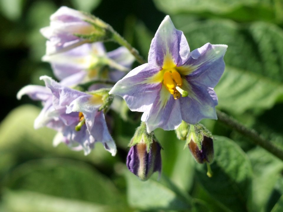 Solanum tuberosum Blue Christie (04)