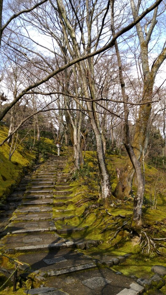Osaka stairs tree