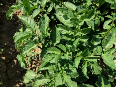 Solanum tuberosum Blue Christie (02)