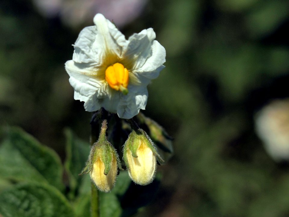 Solanum tuberosum Norddeutsche Inseln (04)