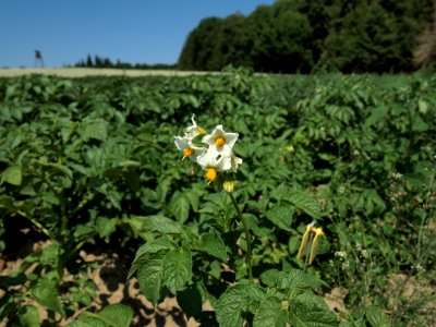 Solanum tuberosum Heideniere (02)