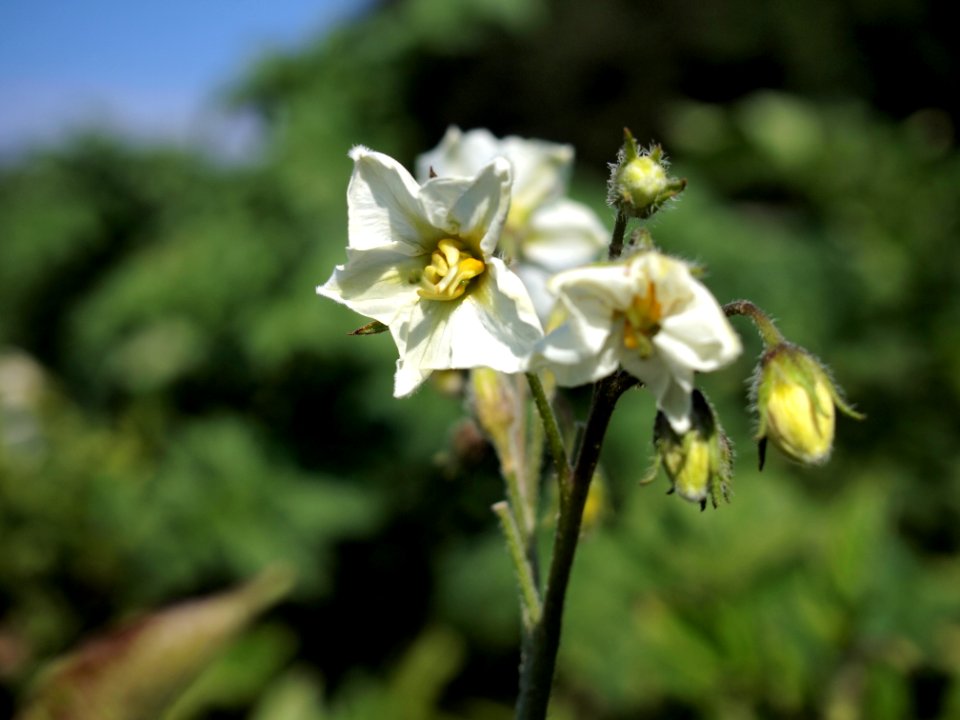 Solanum tuberosum Fenton (04)