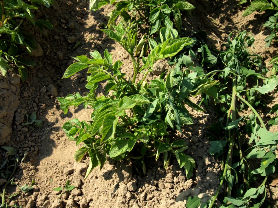 Solanum tuberosum Fenton