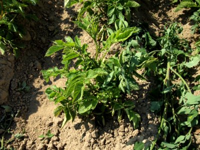 Solanum tuberosum Fenton