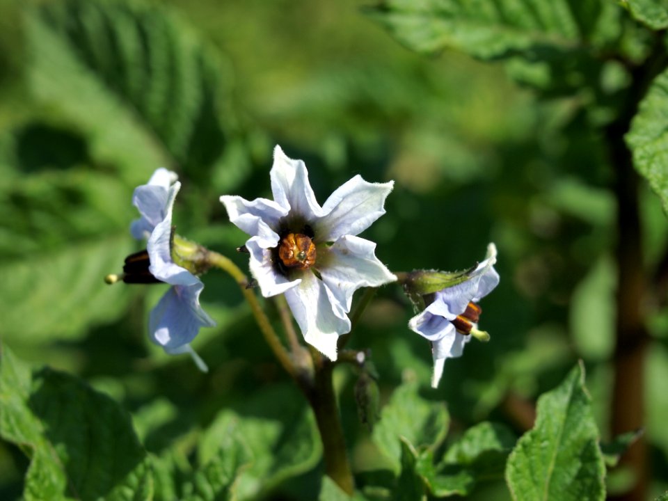 Solanum tuberosum Peruanische Blaue (05)