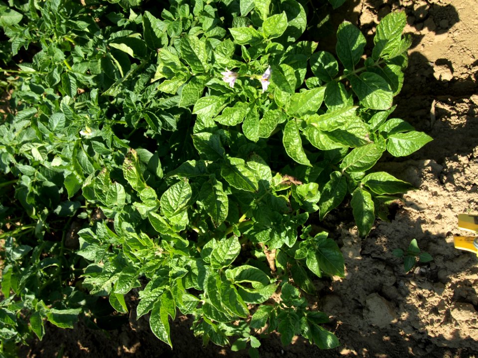 Solanum tuberosum Präsident Krüger