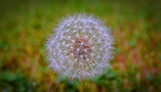 Nature plant pointed flower photo