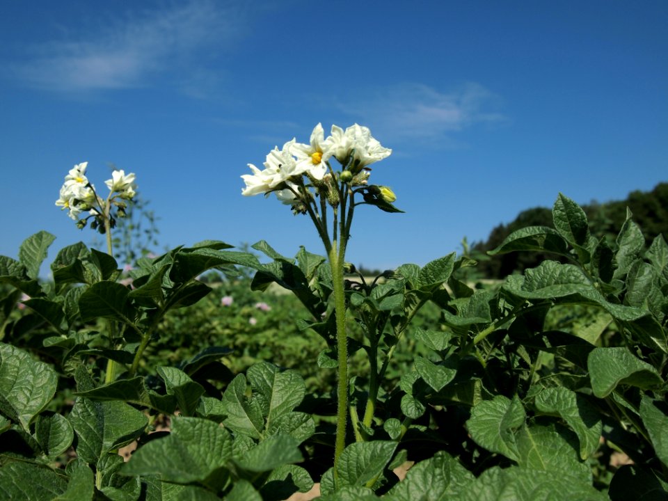 Solanum tuberosum Duke of York (03)