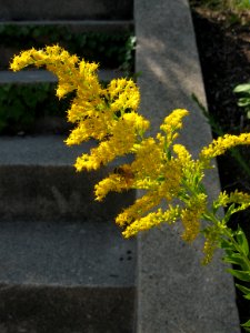 Solidago altissima with bee, 2020-09-22, Beechview, 02