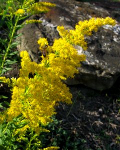 Solidago altissima with bee, 2020-09-22, Beechview, 03