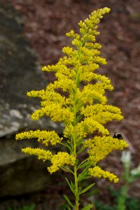 Solidago altissima, 2020-09-27, Beechview, 01
