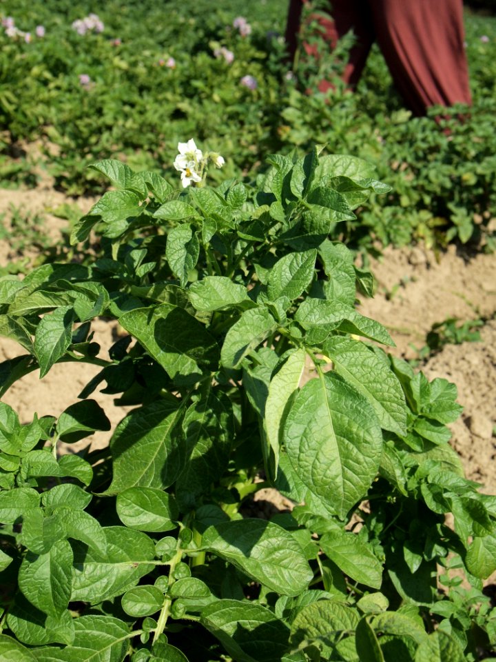 Solanum tuberosum Duke of York (05)