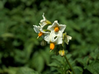 Solanum tuberosum Heideniere (03)