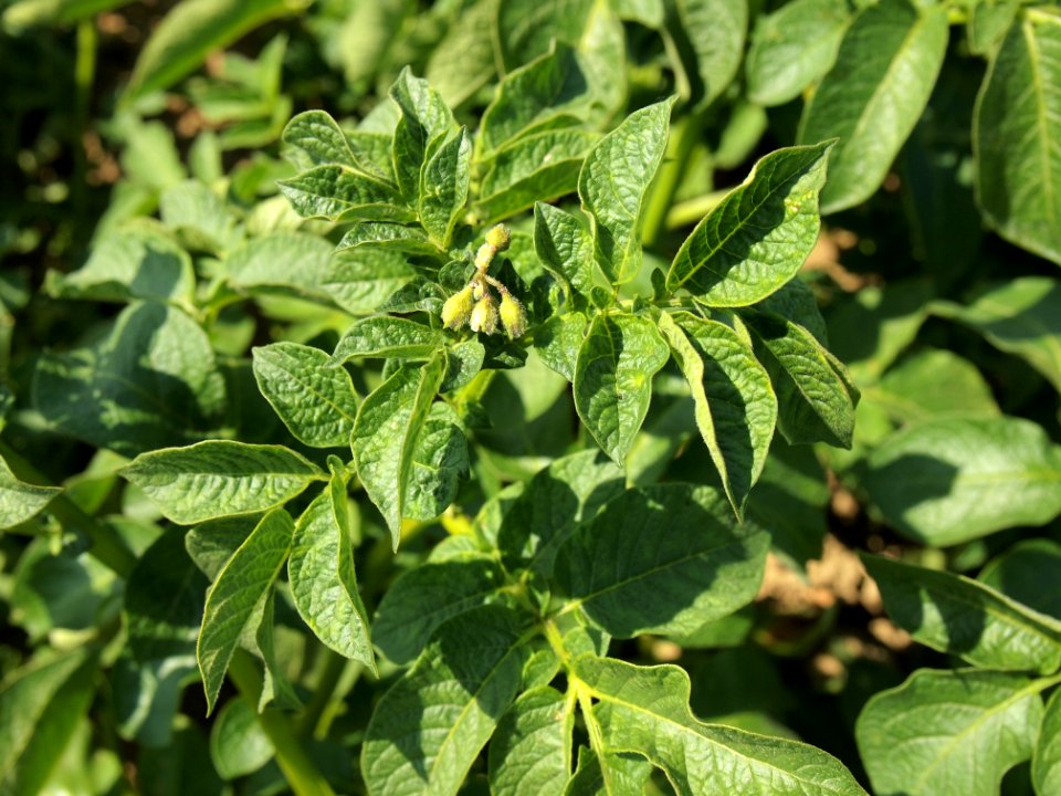 Solanum tuberosum Dos Color (02)