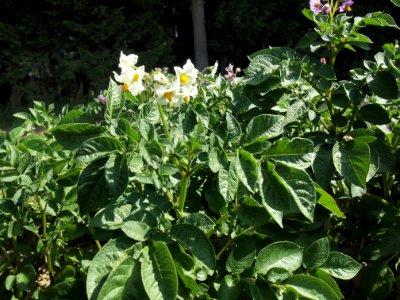 Solanum tuberosum Edzell Blue