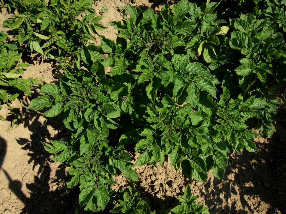 Solanum tuberosum Peruanische Blaue