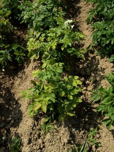 Solanum tuberosum Ostbote