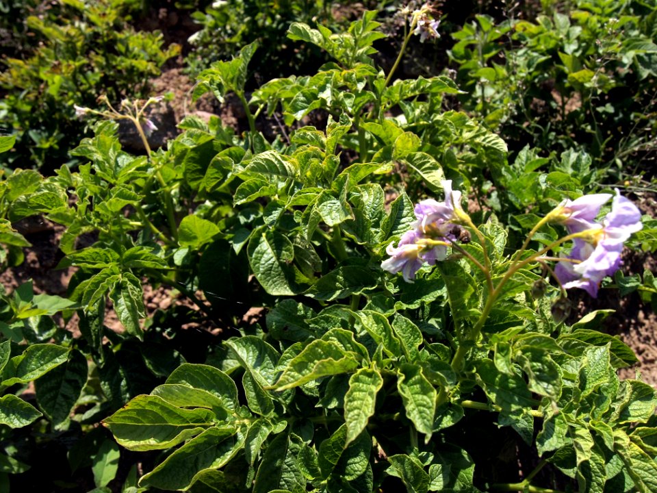 Solanum tuberosum Linzer Speise (02)