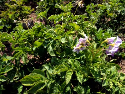 Solanum tuberosum Linzer Speise (02)