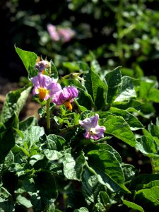 Solanum tuberosum Linzer Rose (03)
