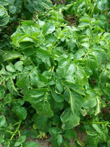 Solanum tuberosum Linzer Delikatess (02)