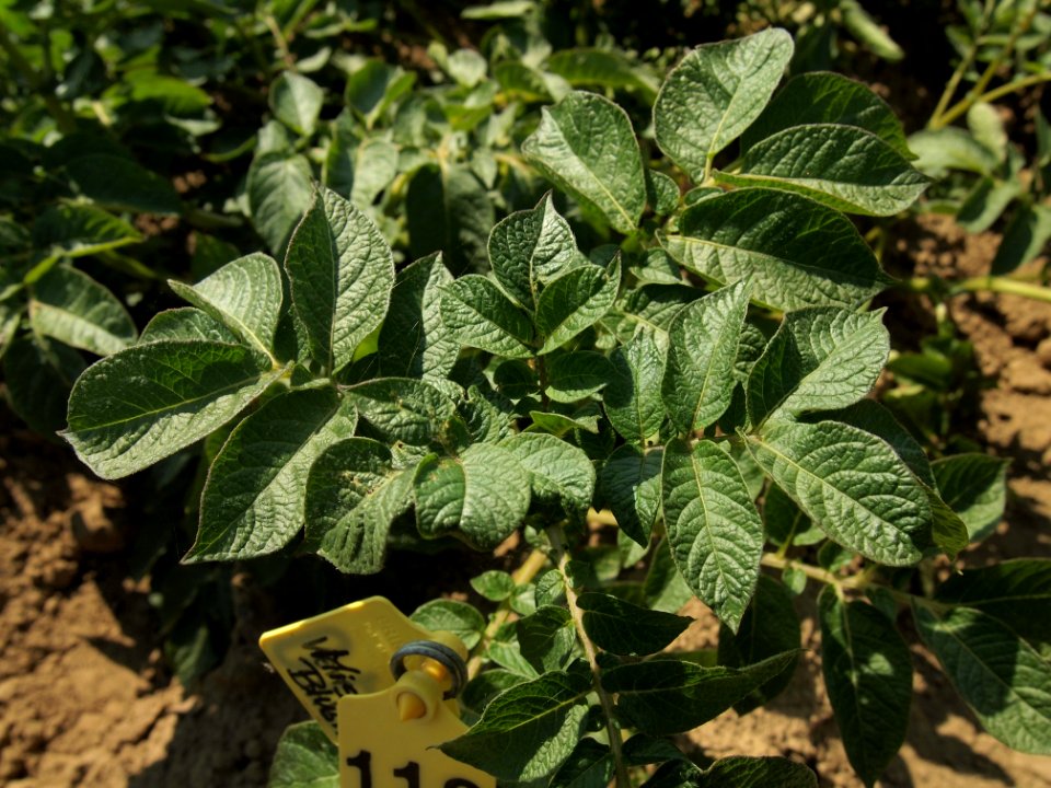 Solanum tuberosum Miss Blush