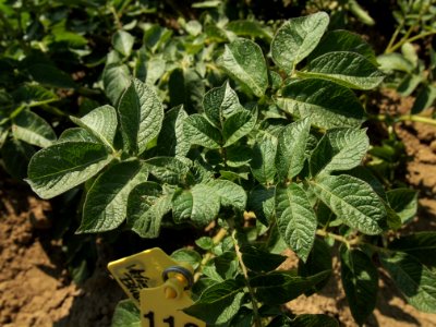 Solanum tuberosum Miss Blush