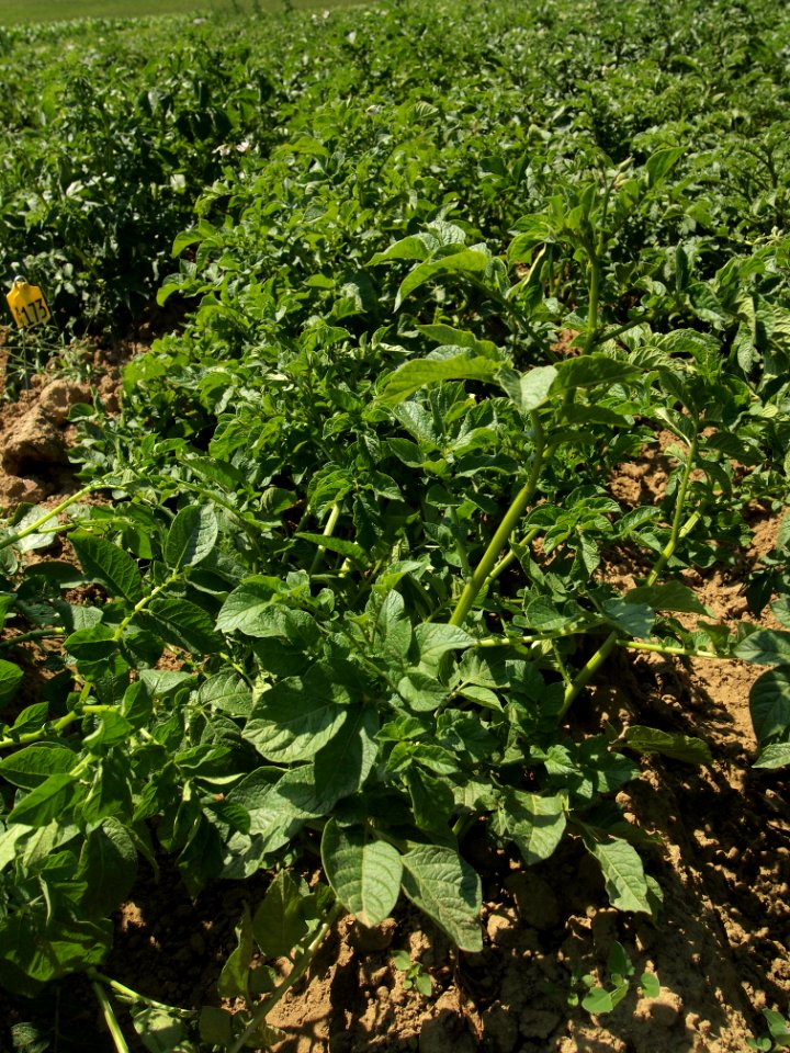 Solanum tuberosum Reichskanzler