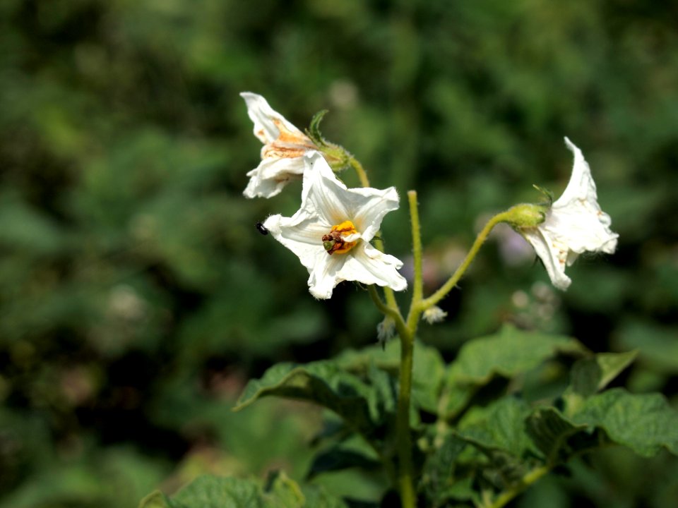 Solanum tuberosum Ostbote (04)
