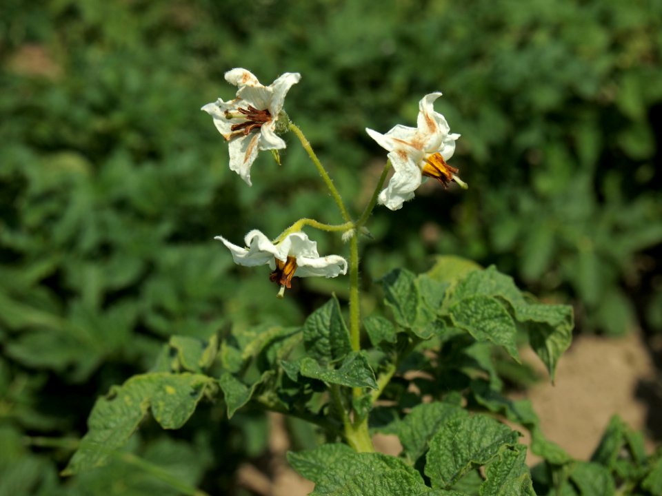 Solanum tuberosum Ostbote (02)