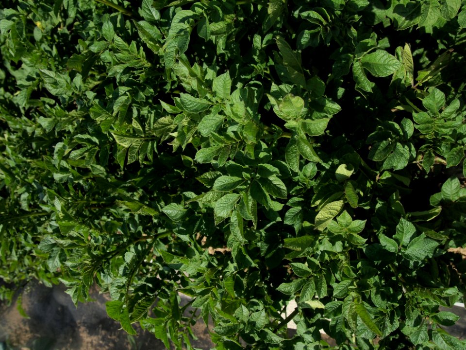 Solanum tuberosum Puca Quitish