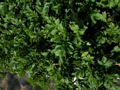 Solanum tuberosum Puca Quitish