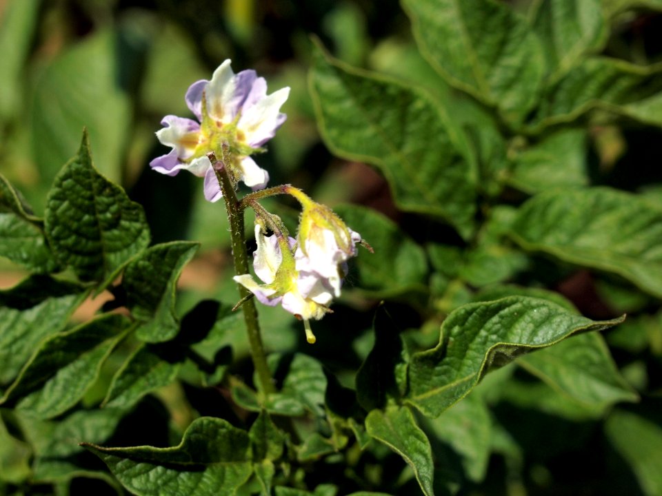 Solanum tuberosum Reichskanzler (03)