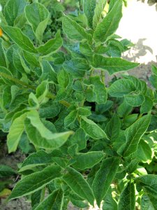 Solanum tuberosum Red Britain (02)