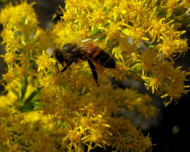 Solidago altissima with bee, 2020-09-22, Beechview, 04