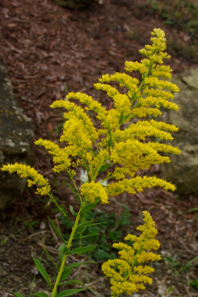 Solidago altissima, 2020-09-27, Beechview, 02