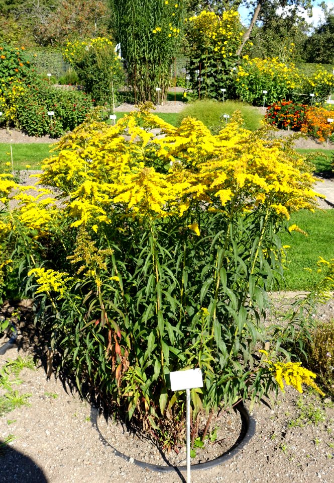 Solidago shortii - Bergianska trädgården - Stockholm, Sweden - DSC00177