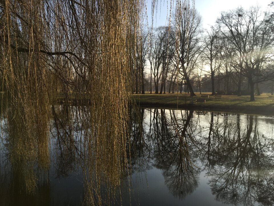 Willow spring nature