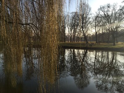 Willow spring nature