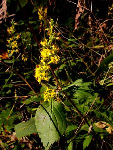 Solidago flexicaulis, 2020-10-09, Seldom Seen, 01