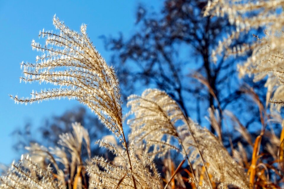Grass gleams silver