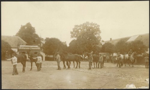 Soldaten verzorgen paarden op een plein, Bestanddeelnr 158-2262