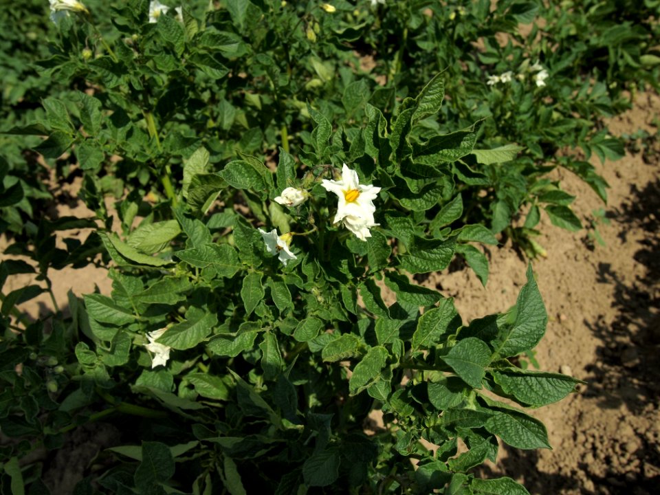 Solanum tuberosum Barbara (02)