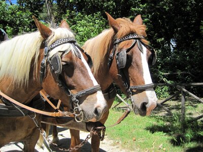 Animals riding animal photo